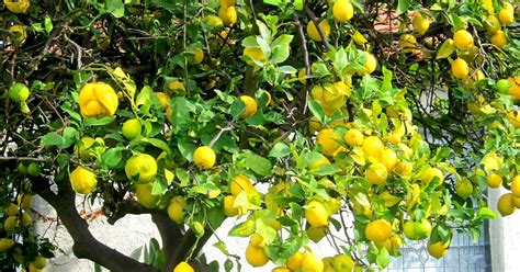 WHY IS MY LEMON TREE DROPPING LEAVES? |The Garden of Eaden