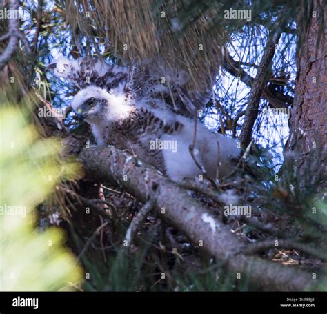 Juvenile Sparrowhawk in the nest Stock Photo - Alamy