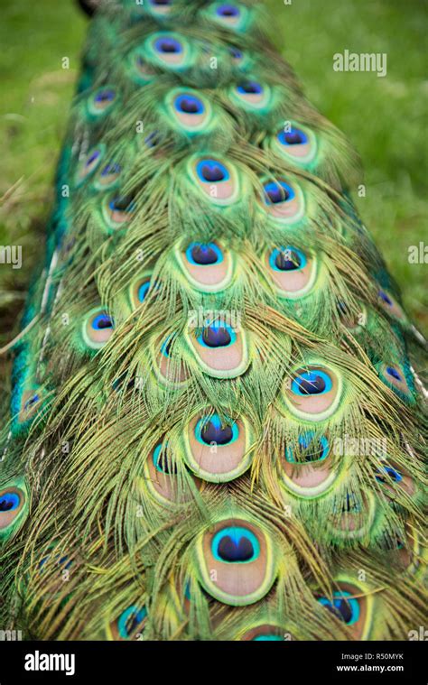 peacock feathers close up Stock Photo - Alamy