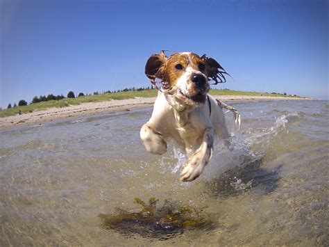 Summertime Beach Dog Restrictions Put In Place in Orleans