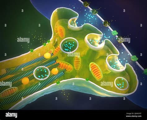 Cross-section of a synapse, illustration Stock Photo - Alamy