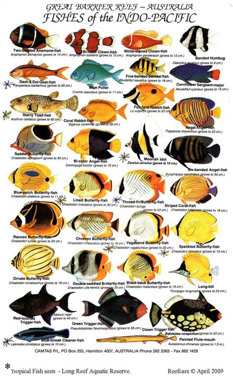 Aquarium Fish List Of Names With Images - 1000+ Aquarium Ideas