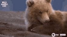 Bear GIFs | Tenor