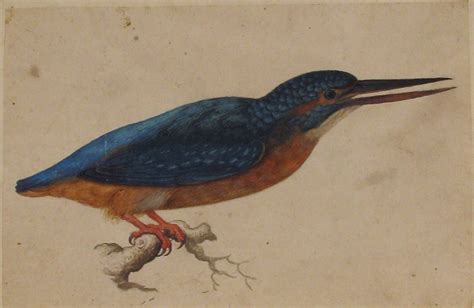 Jacques Le Moyne de Morgues | A Kingfisher on a Branch | The Met