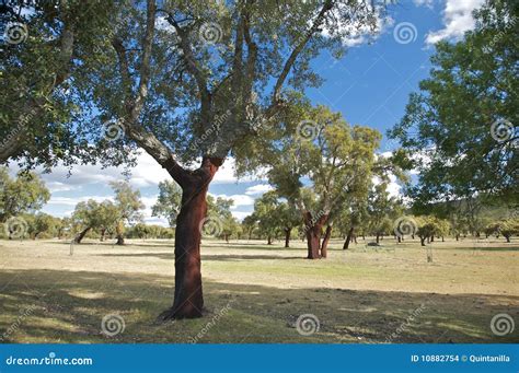 Forest of cork trees stock photo. Image of trunk, forest - 10882754