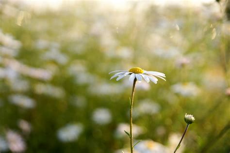 Fotos gratis : paisaje, naturaleza, césped, rama, nube, cielo, campo, prado, luz de sol, cosmos ...