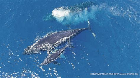 Meet the Majestic Humpback Whale: Hawaii's Ocean Giants | Whale Watching Tours, Hawaii