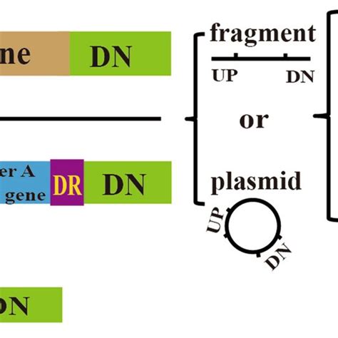 Schematic overview of genome editing methods based on... | Download ...