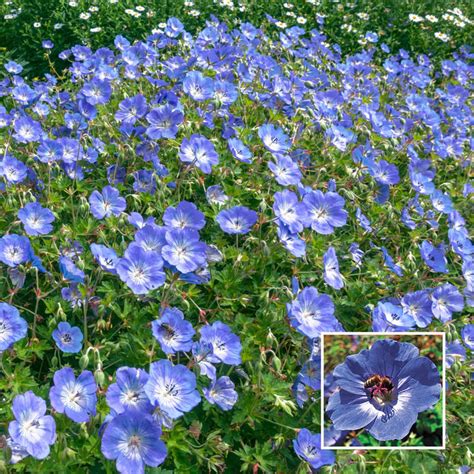 Rozanne Hardy Geranium | Breck's