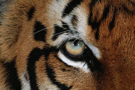 Bengal Tiger Eye Panthera Tigris Tigris Photograph by Nhpa - Fine Art America