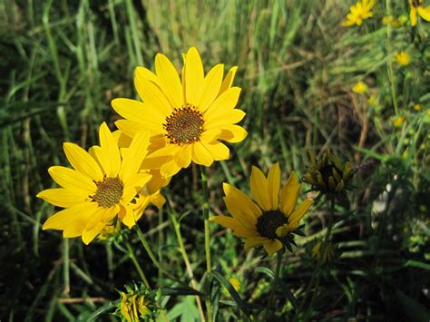 Helianthus angustifolius | Mellow Marsh Farm