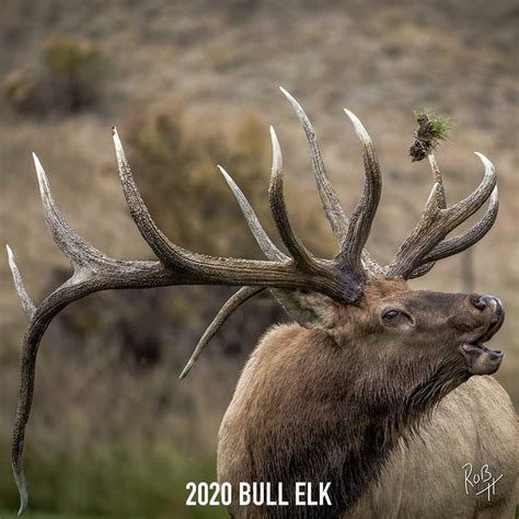 Bull Elk 2 - The KING Company