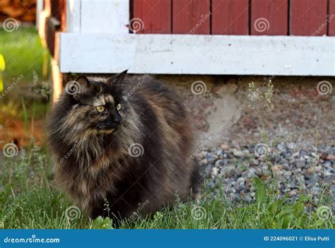 Tortoiseshell Norwegian Forest Cat Standing Outdoors Stock Image - Image of beautiful, grey ...