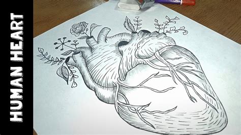 Human Heart Pencil Sketch Pencil drawing sketch heart stock