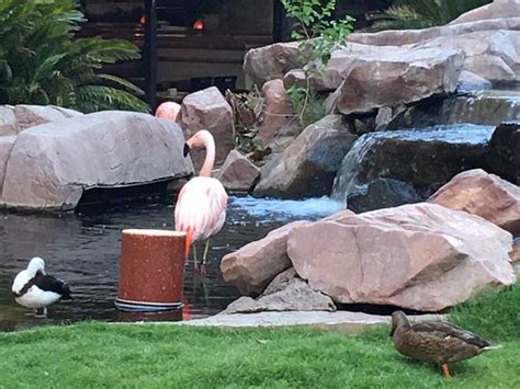 Flamingo Wildlife Habitat (Las Vegas, NV): Top Tips Before You Go ...