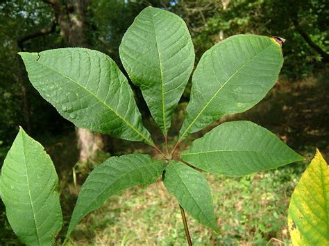 Aesculus californica - Californian Buckeye (Sapindaceae Images)