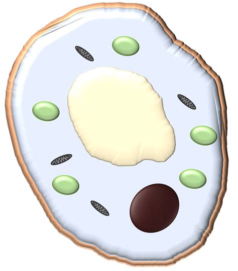 Spongy Mesophyll Cell - Key Stage Wiki