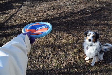 How to teach frisbee tricks to your dog: a beginner’s guide • Dog Mama Blog