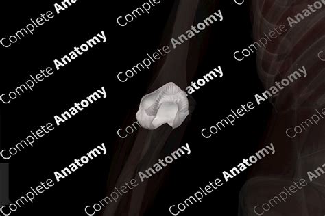 Humeroulnar Joint (Left) | Complete Anatomy