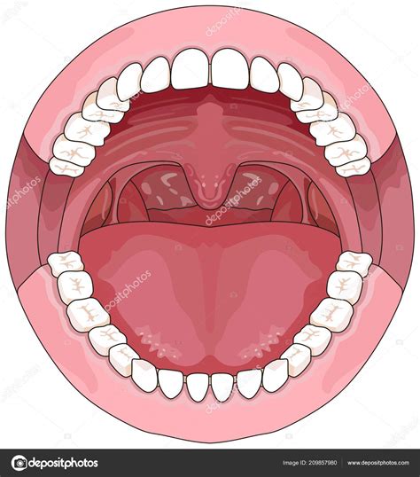 Labeled Diagram Of The Mouth