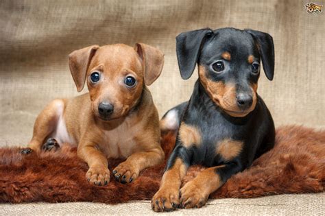 Miniature Pinscher Information - Dog Breeds at dogthelove