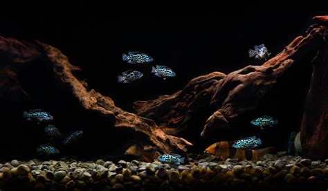 Are River Rocks Safe for Aquariums? (All You Need to Know!) - Pretty Pebble