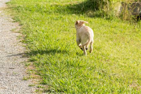 Royalty Free Dog Running Away Pictures, Images and Stock Photos - iStock