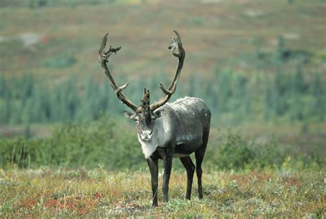 Free picture: caribou, full, face, placement, antlers, head