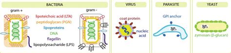 Pattern recognition receptor (PRRs) ligands | British Society for ...