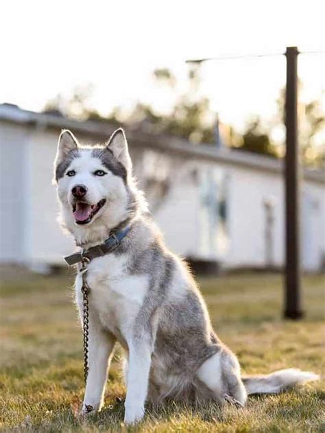 Siberian Husky Mixes: Meet 11 Wonderful Crossbreeds - PupVine