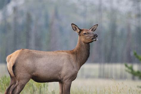 Female elk learn to avoid hunters over time - Earth.com