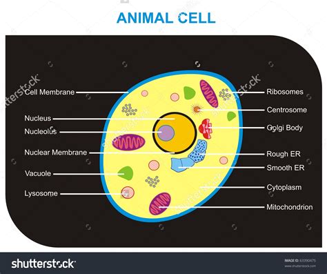 section of an animal cell - Clip Art Library
