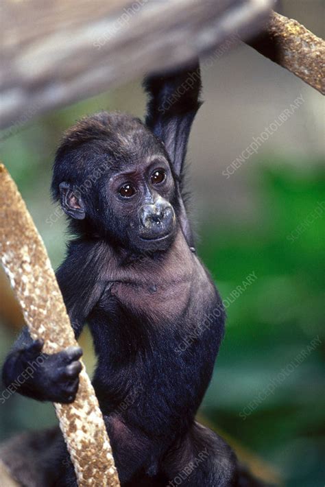 Lowland Gorilla baby - Stock Image - Z912/0152 - Science Photo Library