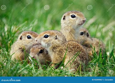 European Ground Squirrel in Natural Habitat Stock Image - Image of portrait, herbivore: 93399967