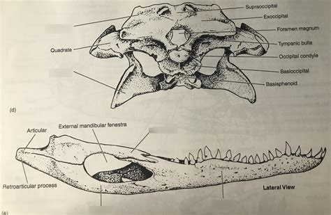 Crocodile Skull Anatomy