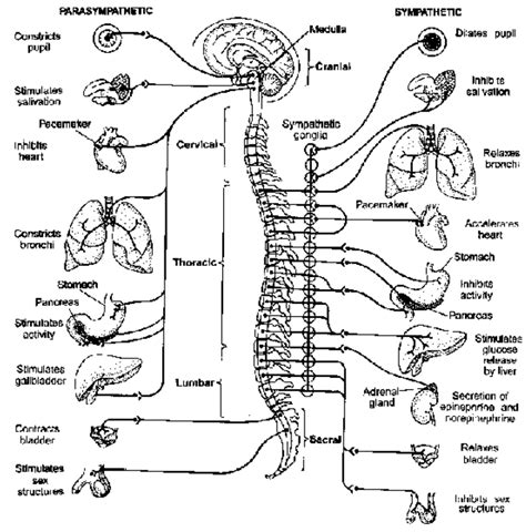 Simple Autonomic Nervous System Diagram