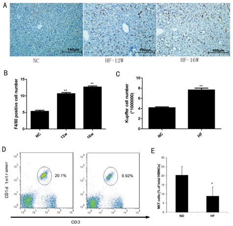 Wild-type C57BL/6 mice were fed either normal diet or high-fat diet for ...