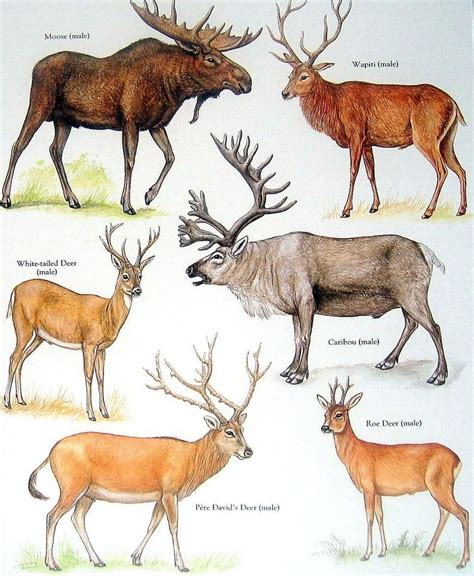 Male Moose, White Tailed Deer, Wapiti, Caribou, etc. Vintage 1984 ...