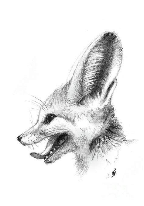 Fennec Fox Drawing by Martina Seketa - Pixels