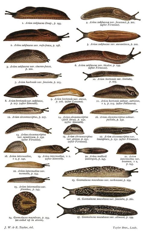 british slugs [primarily arionidae] | work ideas | Pinterest | Slug and ...