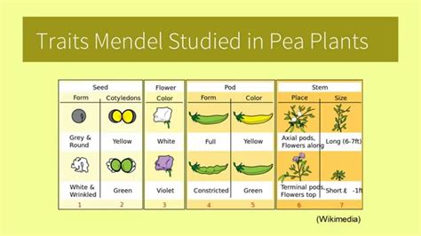 Mendel's Experiments - YouTube