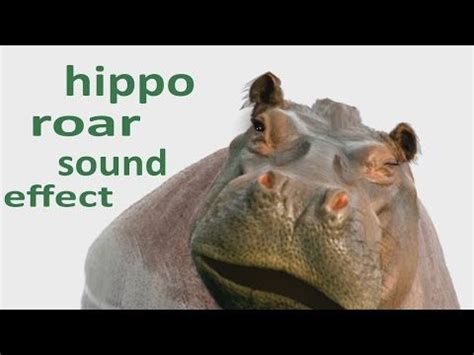 The Animal Sounds: Hippo Roar - Sound Effect - Animation