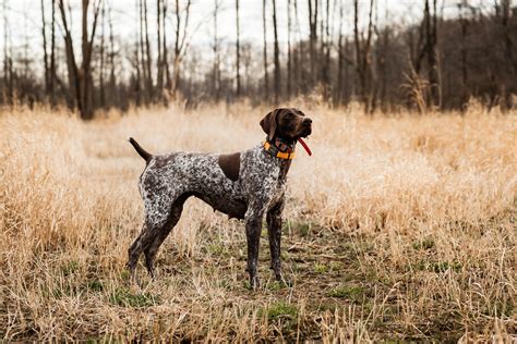 Dog Breed Highlight: German Shorthaired Pointer — Sportsman's Pride