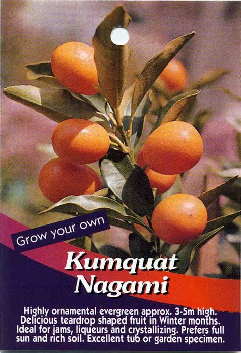 Kumquat Nagami Buy Kumquat Nagami Highly Ornamental Evergreen Approx