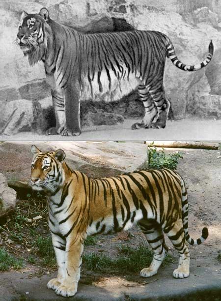 Extinct Tiger Lives On in Close Relative | Science | AAAS