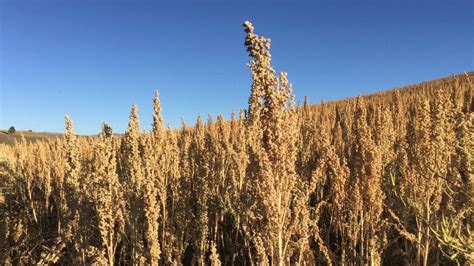 How quinoa is changing farmers' lives in Peru - BBC News