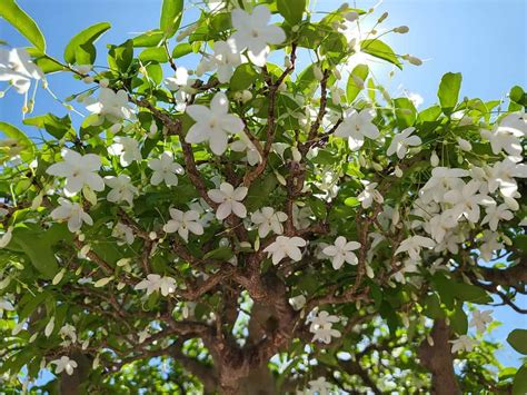 Jasmine Bonsai Tree - A-Z Animals