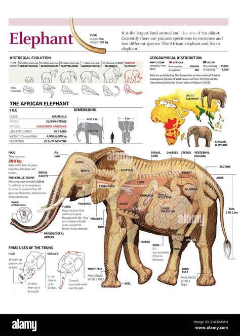 Infographics of the anatomy and habitat of the African elephant. Evolution and elephant species ...