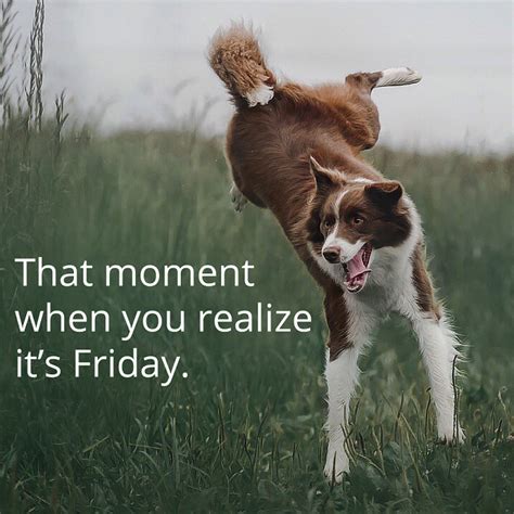 Friday Fun Blog: Pet Memes Made Easy! | LifeLearn Inc.