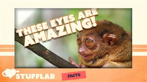 Facts About the Philippine Tarsier | Facts | Stuff Lab - YouTube